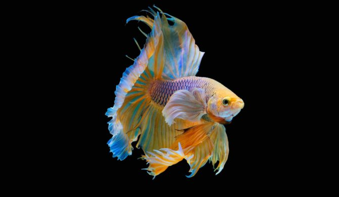 The Different Types of Fish Bettas Can Live With