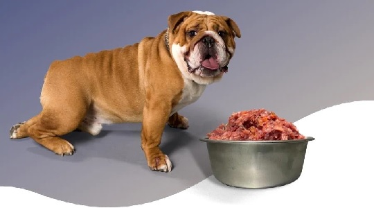 From Kibble to Raw: The Journey of Switching to BARF Dog Food