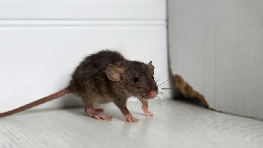 Rodent Infestations in the Workplace: Identifying and Managing